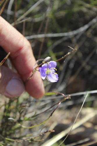 Image of Heliophila suavissima by (c) Karen Eichholz, some rights reserved (CC BY)