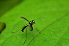 Diptera