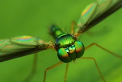 Diptera