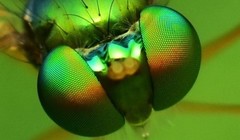 Diptera