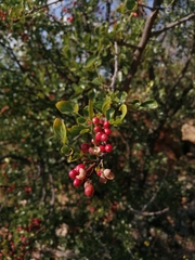 Pyracantha