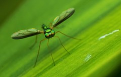 Diptera