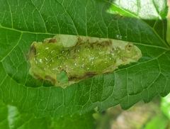 Calycomyza flavinotum