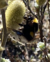 Bombus jonellus
