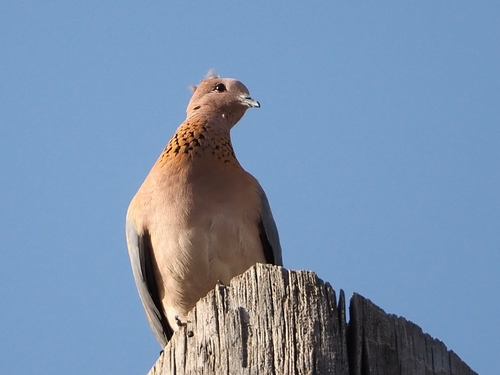 Tórtola senegalesa (Spilopelia senegalensis)