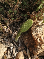 Opuntia