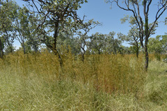 Themeda quadrivalvis