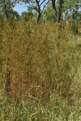 Themeda quadrivalvis