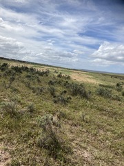 Leucadendron stelligerum
