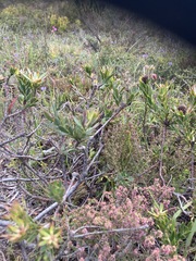 Leucadendron stelligerum