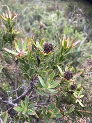 Leucadendron stelligerum
