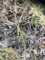 Leucadendron stelligerum