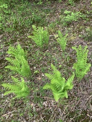 Deparia acrostichoides