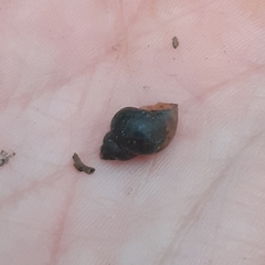 Bithynia tentaculata