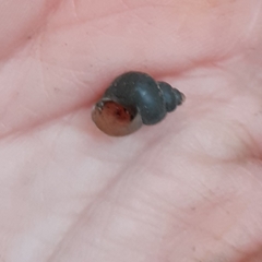 Bithynia tentaculata