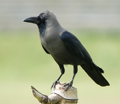 Corvus splendens