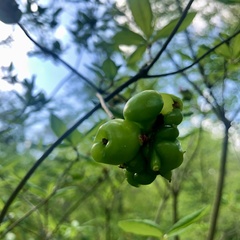 Exobasidium rhododendri