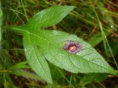 Bactericera antennata