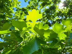 Quercus macrocarpa