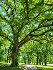 Quercus macrocarpa