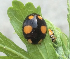 Harmonia axyridis