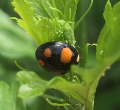 Harmonia axyridis