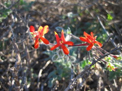 Pelargonium fulgidum