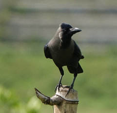 Corvus splendens