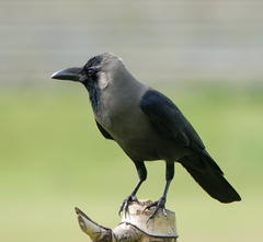 Corvus splendens