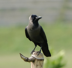 Corvus splendens