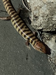 Eremiascincus richardsonii