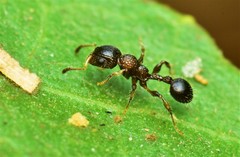 Dilobocondyla