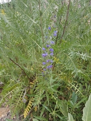 Echium vulgare