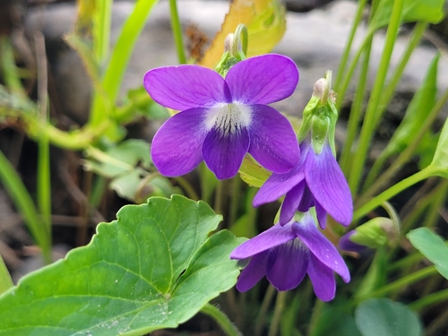 New England blue violet (Viola novae-angliae)