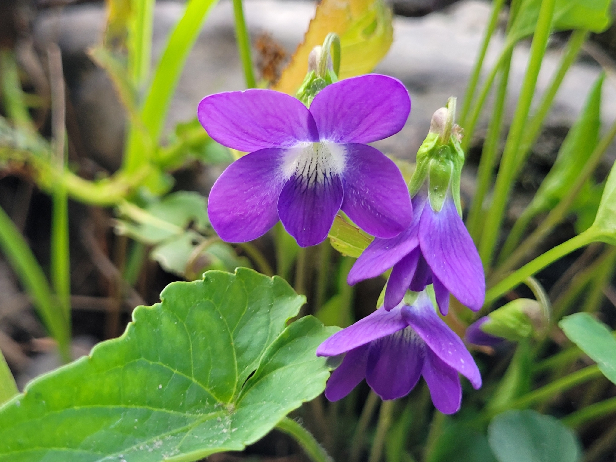 Viola sororia var. novae-angliae