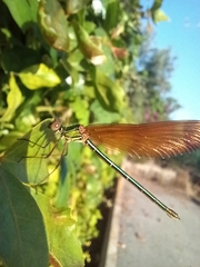 Calopteryx haemorrhoidalis