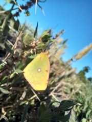 Colias croceus