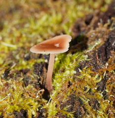 Lentinellus tasmanicus