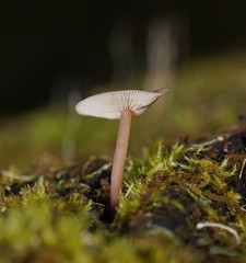 Lentinellus tasmanicus