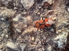 Spilostethus pandurus