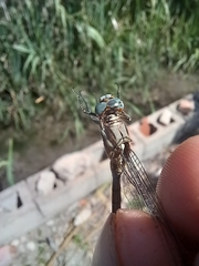 Orthetrum chrysostigma
