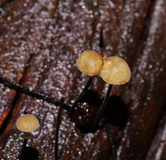 Marasmius alveolaris