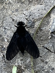 Chrysopilus velutinus