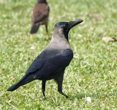 Corvus splendens