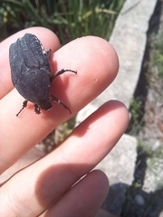 Protaetia morio