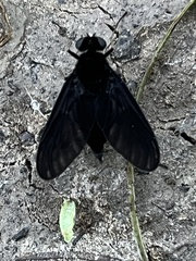 Chrysopilus velutinus