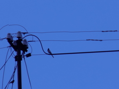 Motacilla alba personata