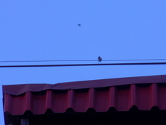 Motacilla alba personata