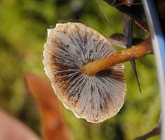 Stropharia formosa