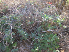 Pelargonium fulgidum